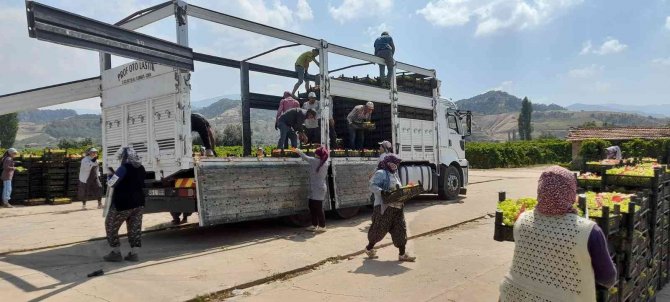 Üzüm üreticisi dolandırılmaktan son anda kurtuldu