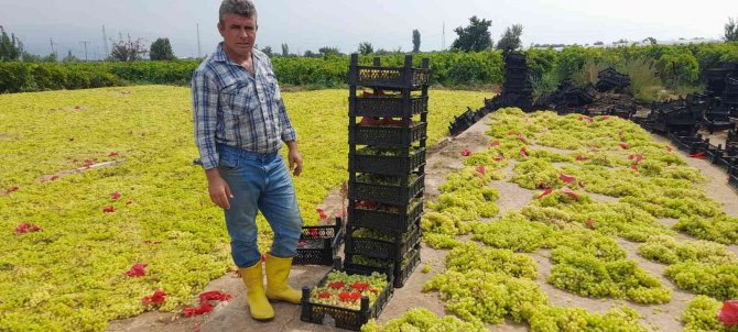 Üzüm üreticisi dolandırılmaktan son anda kurtuldu