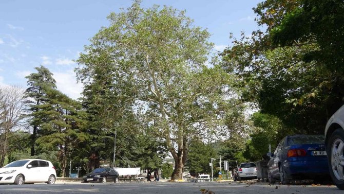 Yol ortasında kalan çınar şehrin sembolü haline geldi