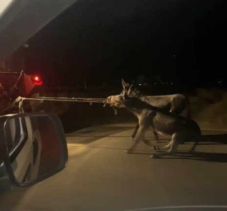 Eşekleri traktörün arkasına bağlayıp sürüklemişti, o sürücü bulundu ceza kesildi