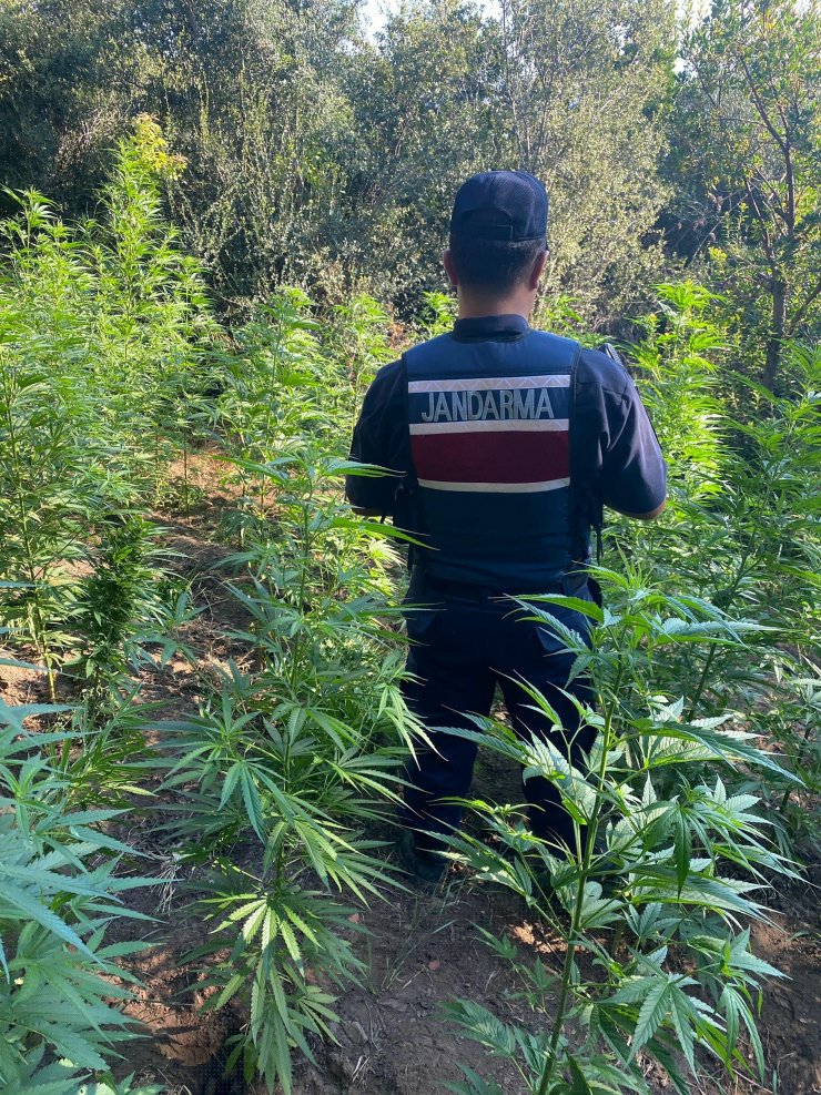 İzmir'de uyuşturucu operasyonlarında 6 kişi tutuklandı