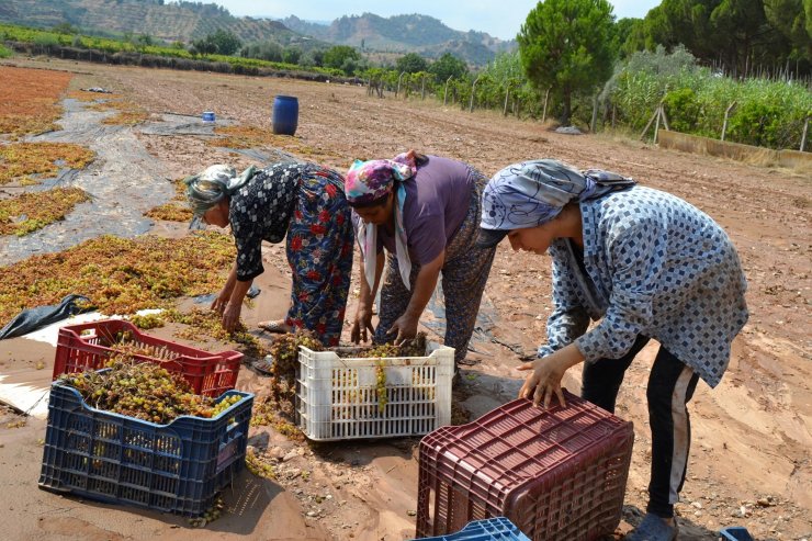 Kurutmaya bırakılan tonlarca üzüm sel sularına kapıldı
