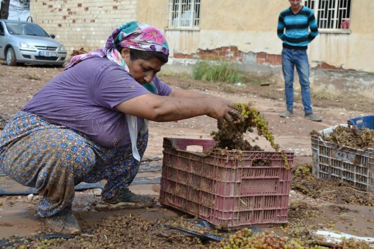 Kurutmaya bırakılan tonlarca üzüm sel sularına kapıldı