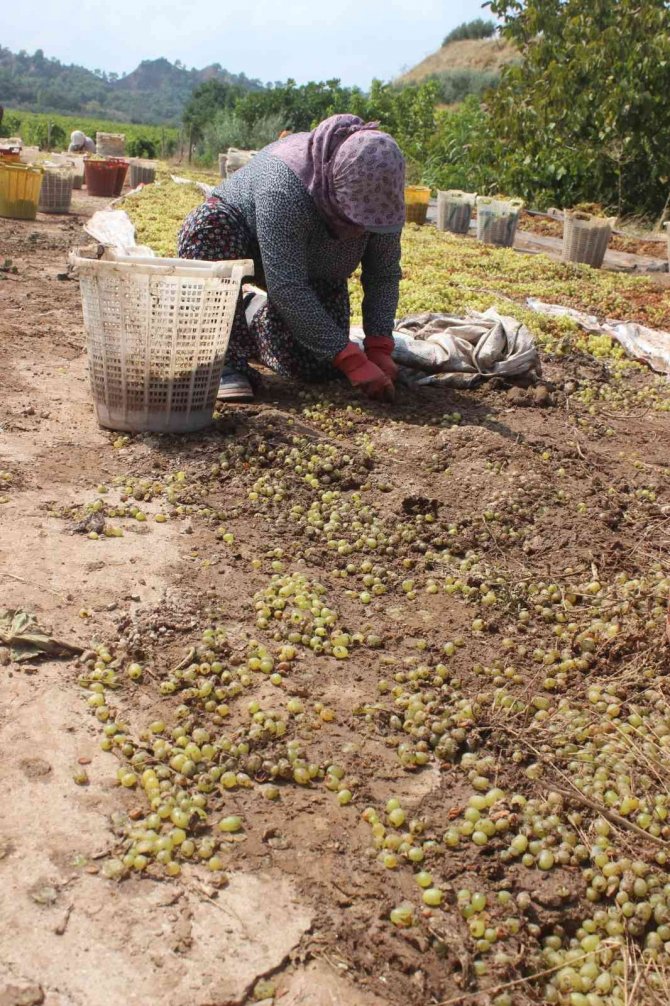 Manisa’da tonlarca üzümü sel suları götürdü