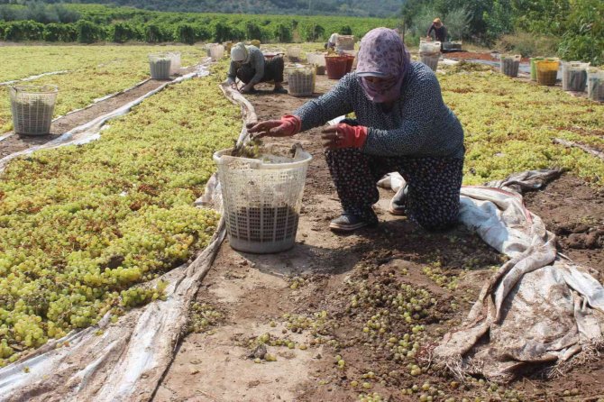 Manisa’da tonlarca üzümü sel suları götürdü