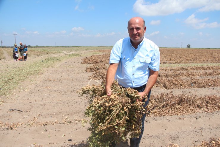 Rekolte azaldı, hasadı başlayan yer fıstığının fiyatı 5 kat arttı