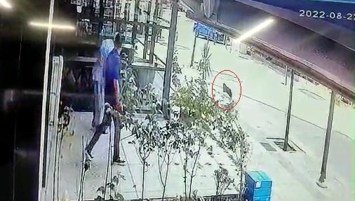 Sokak kedisine terlikle şiddet