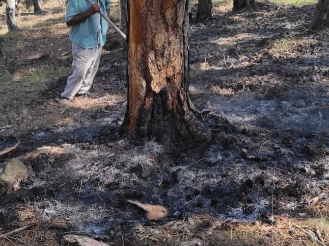 Ağaç kesim işçilerinin dikkati orman yangınını önledi