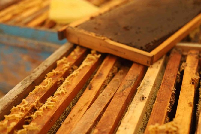 Dağın eteklerinde bal hasadına başlandı