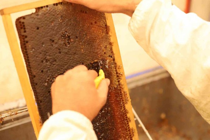 Dağın eteklerinde bal hasadına başlandı