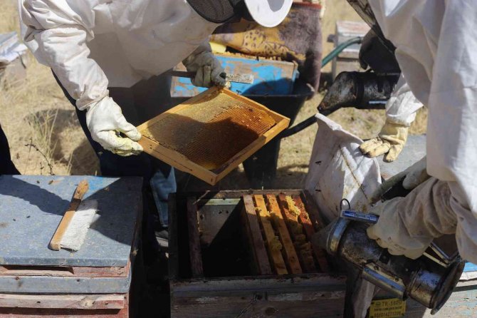 Dağın eteklerinde bal hasadına başlandı