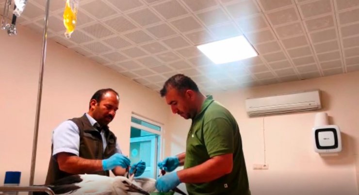 Elektrik akımına kapılarak ölen leyleğin yavrularına tedavi