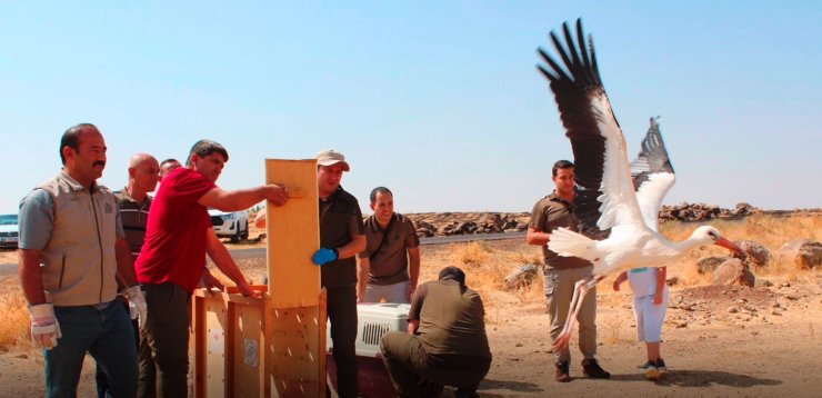 Elektrik akımına kapılarak ölen leyleğin yavrularına tedavi