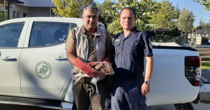 Konya’da bitkin vaziyette bulunan kızıl şahin koruma altına alındı