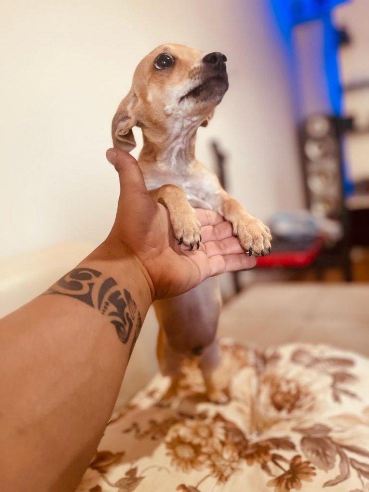 'Lucy'yi önce sevdiler, sonra götürdüler; o anlar kamerada