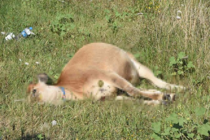 Sinop’ta aracın çarptığı büyükbaş hayvan telef oldu