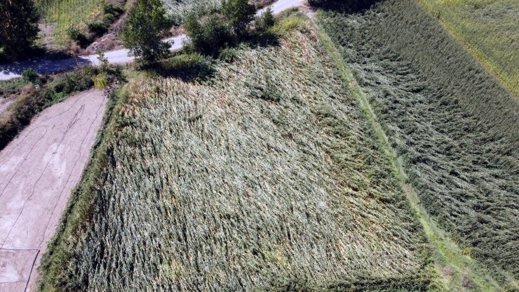 Tokat'ta kuvvetli rüzgar ekili arazilerde zarara yol açtı