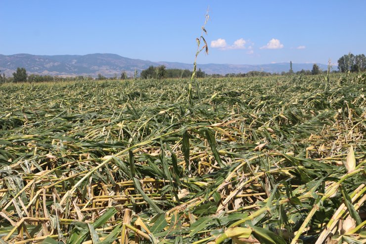 Tokat'ta kuvvetli rüzgar ekili arazilerde zarara yol açtı