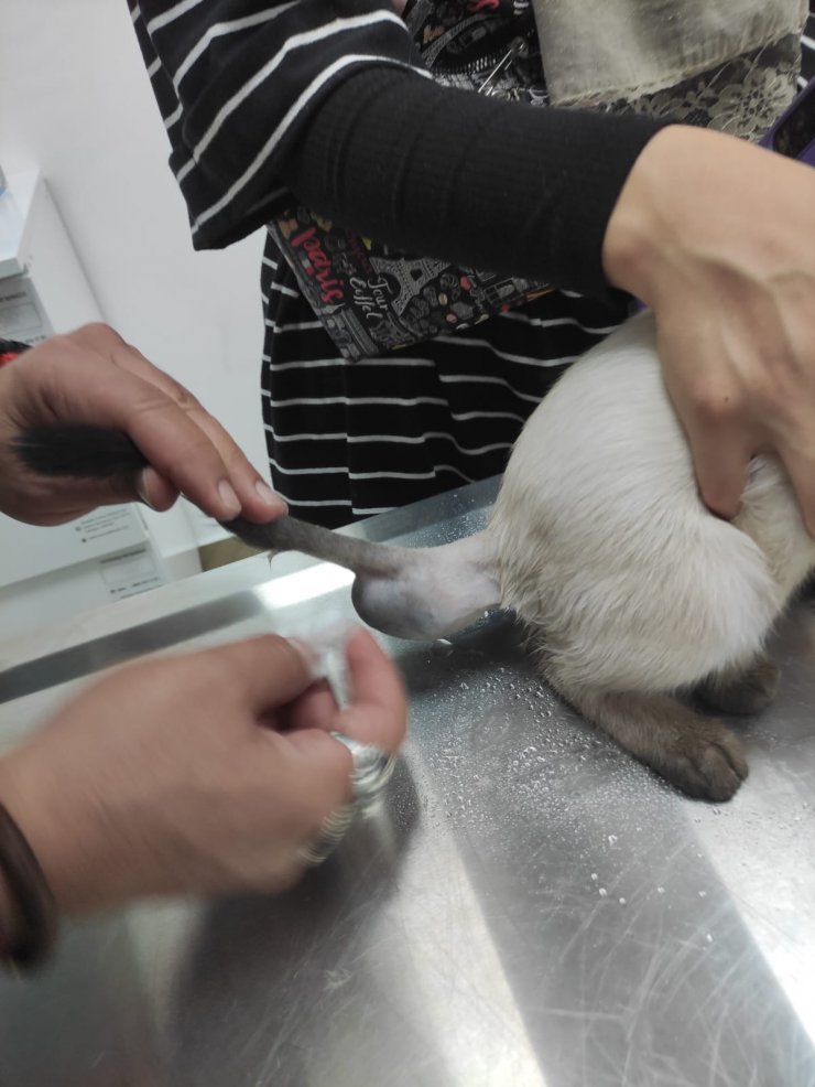 Dünyada bilinen ikinci vaka Türkiye'de yaşandı!