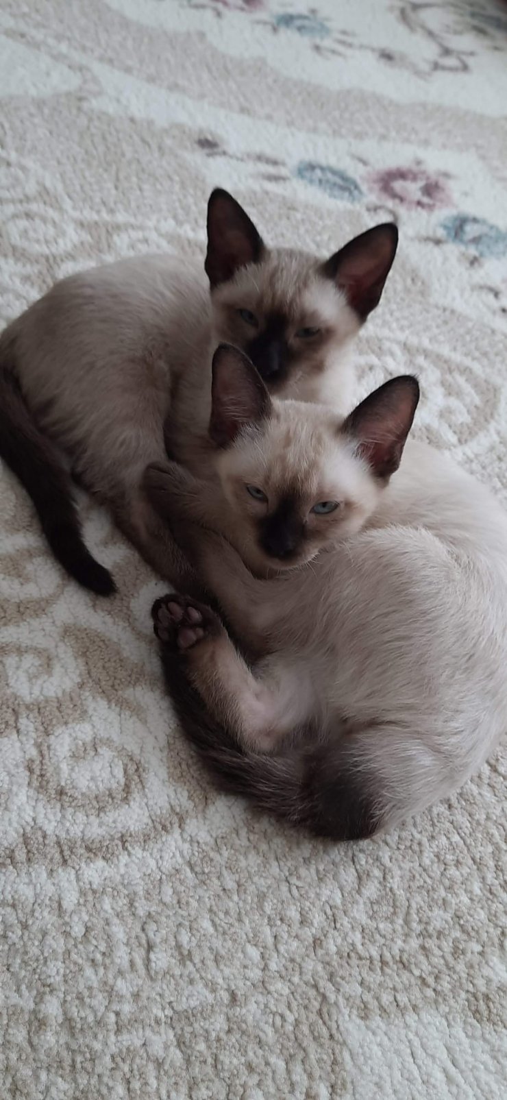 Dünyada bilinen ikinci vaka Türkiye'de yaşandı!