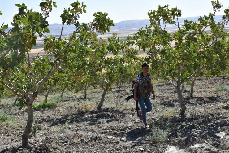 Fıstığın kilosu 170 TL olunca üreticinin uykusu kaçtı