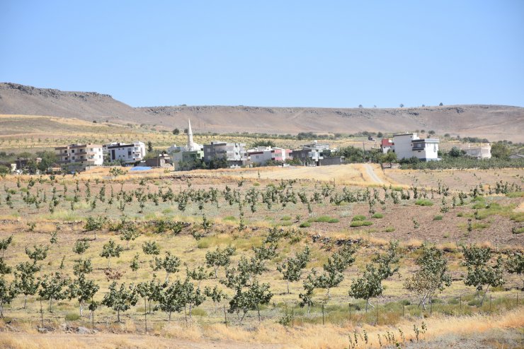 Fıstığın kilosu 170 TL olunca üreticinin uykusu kaçtı