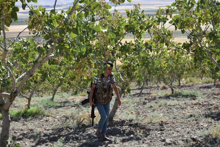 Fıstığın kilosu 170 TL olunca üreticinin uykusu kaçtı