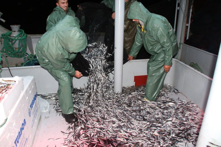 'Hamsi' severlere kötü haber