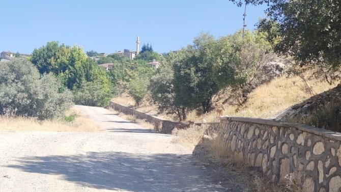 Koruma altındaki dağ keçileri şehre indi