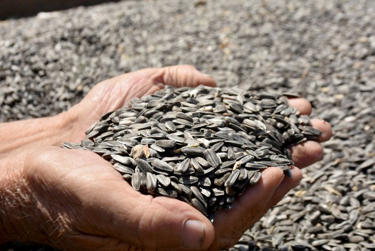 Kuraklığa dayanıklı tohum, Konya ve Trakya'da ekim alanını artırdı