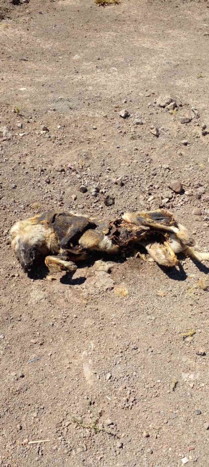 Vahşet: Köpeği yakıp cansız bedenini tarlaya attılar