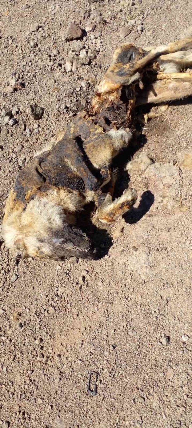 Vahşet: Köpeği yakıp cansız bedenini tarlaya attılar