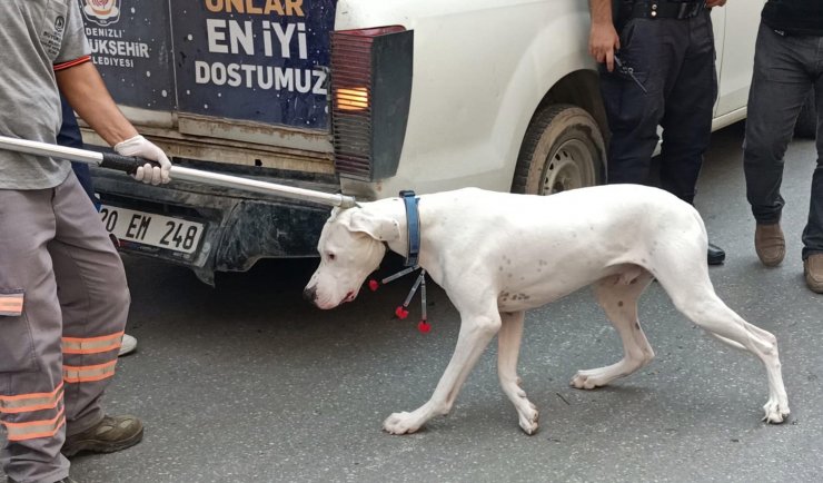 Alkollü sürücü ehliyetini isteyen polise yasaklı köpeğini saldırttı