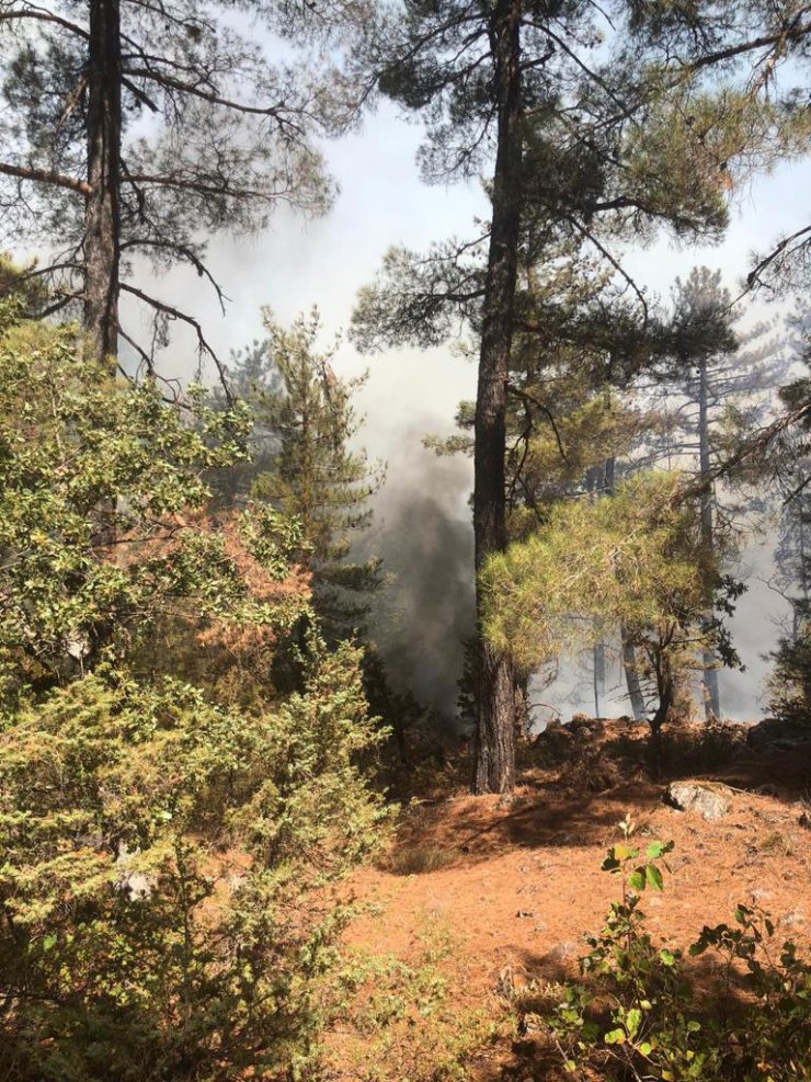 Antalya'da çıkan orman yangını, 2 saatte kontrol altına alındı