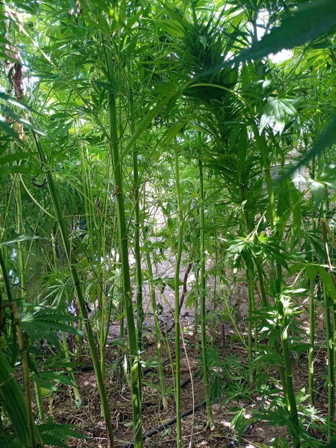 Konya’da damlama sulamayla kenevir yetiştiren şahıs tutuklandı