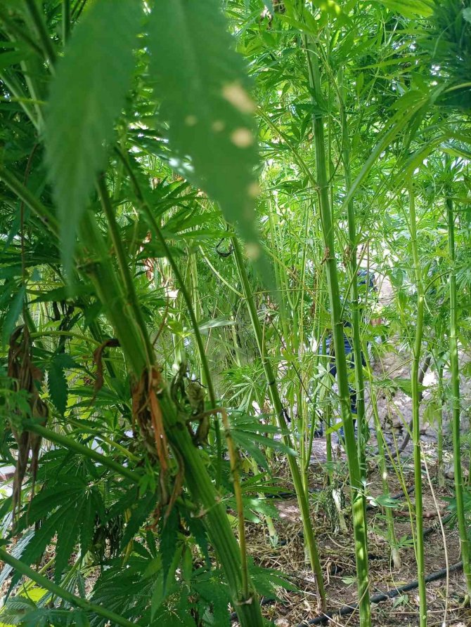 Konya’da damlama sulamayla kenevir yetiştiren şahıs tutuklandı