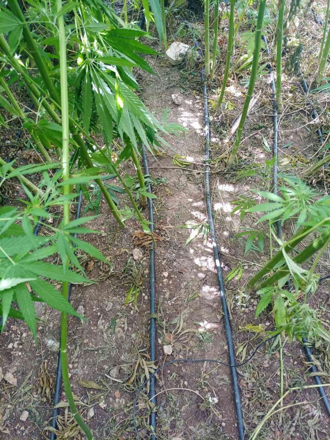 Konya’da damlama sulamayla kenevir yetiştiren şahıs tutuklandı