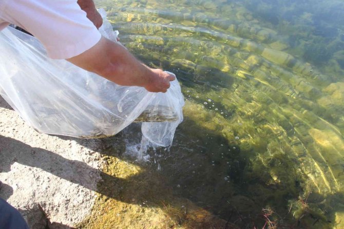 Konya’nın göl ve göletlerine 2 milyon 630 bin adet yavru sazan balığı desteği