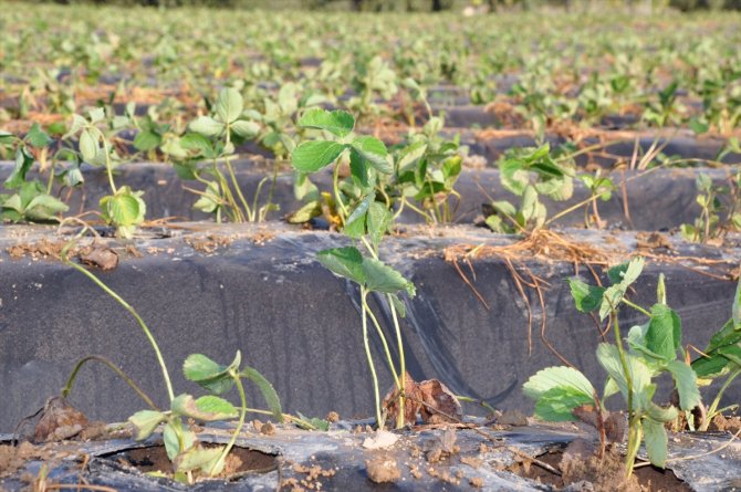 Mersin'in tescilli Silifke çileğinde yeni sezon hazırlıkları başladı