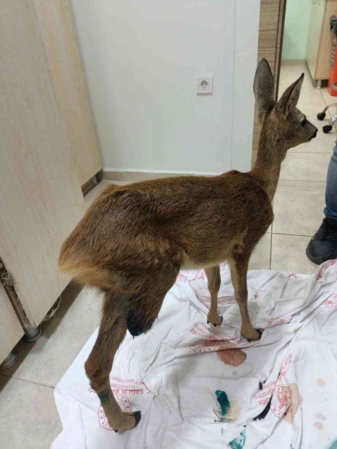 Parçalanan arka bacağı kesilerek hayatı kurtarıldı