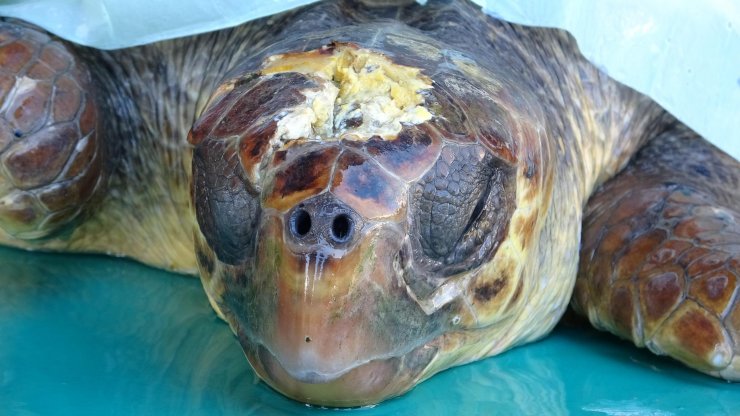 Çanakkale'de yaralı bulunan caretta carettaya tedavi