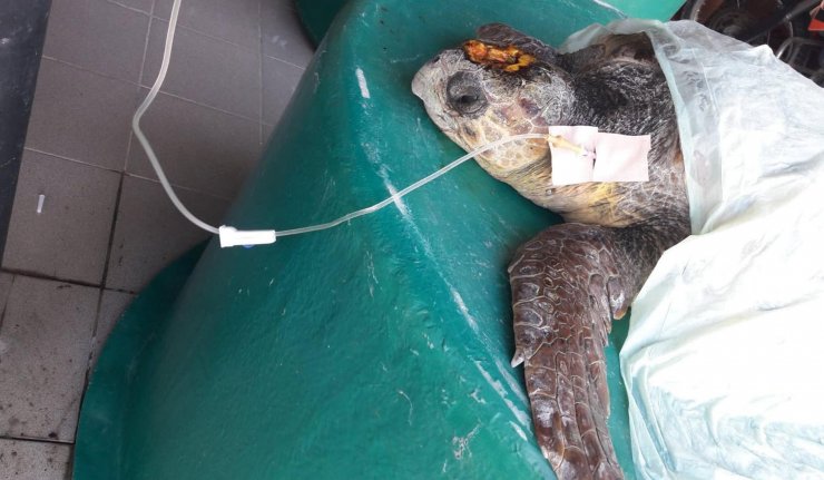Çanakkale'de yaralı bulunan caretta carettaya tedavi