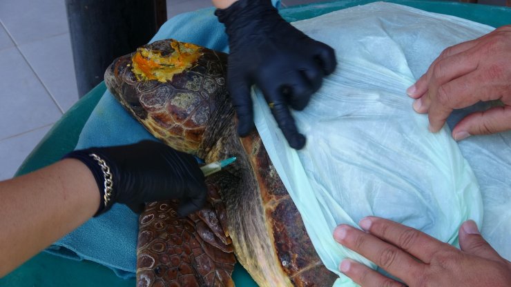 Çanakkale'de yaralı bulunan caretta carettaya tedavi