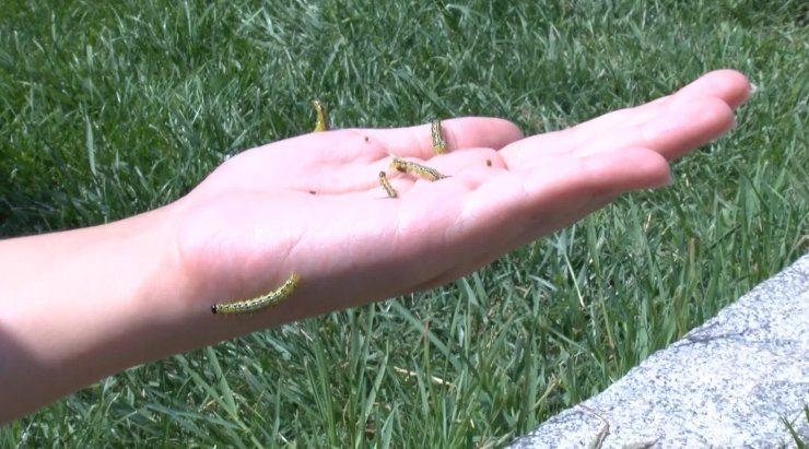 Çayır tırtılı İstanbul'da parklara indi