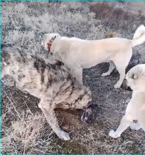 Köpek dövüşünü sosyal medyadan yayınlayan şahsa işlem yapıldı
