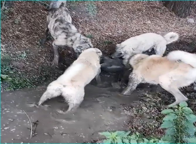 Köpek dövüşünü sosyal medyadan yayınlayan şahsa işlem yapıldı