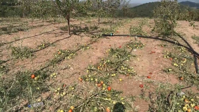 Sağanak yağışla birlikte gelen dolu, çiftçinin mahsulünü vurdu