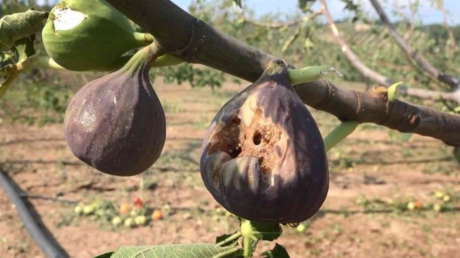 Sağanak yağışla birlikte gelen dolu, çiftçinin mahsulünü vurdu