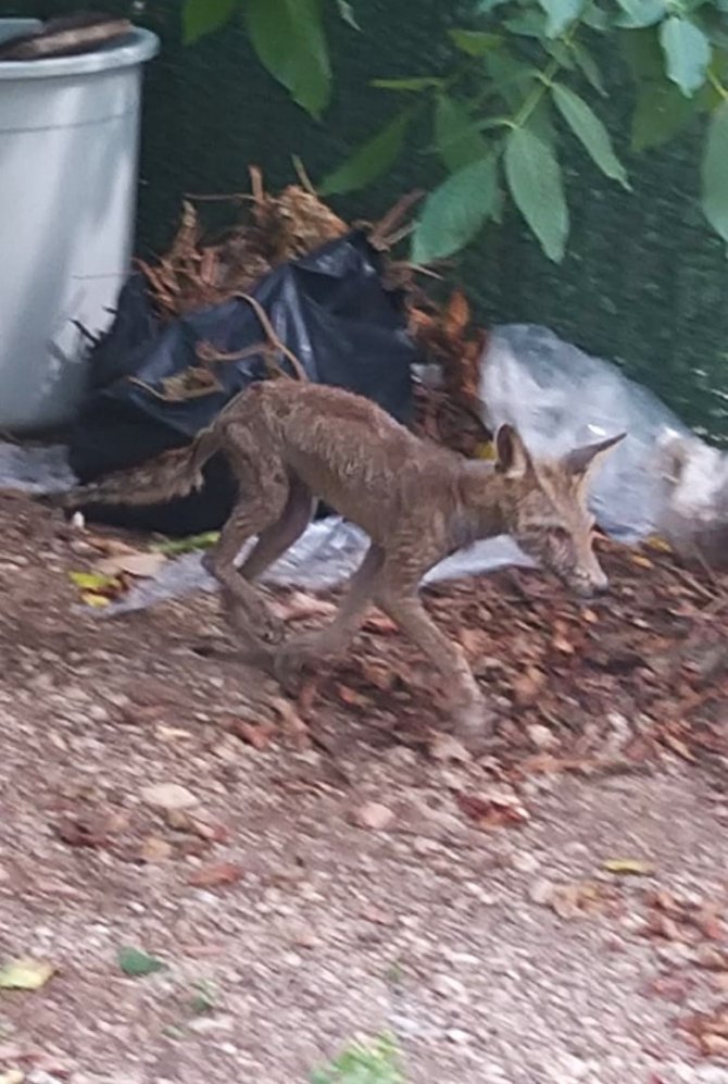 Aç kalan tilki güpegündüz mahalleyi dolaştı