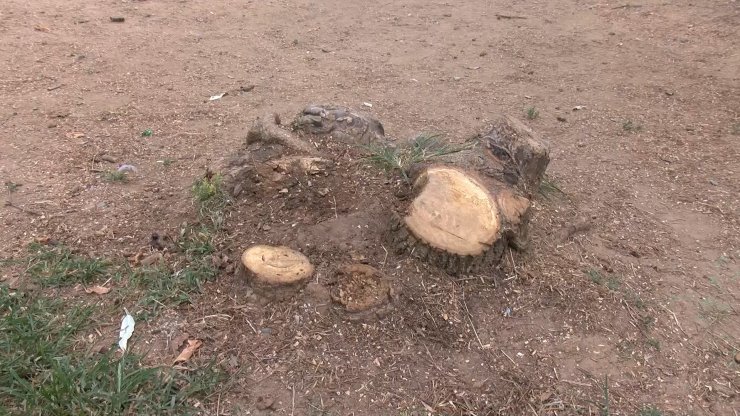 Beşiktaş Ayazma Parkı'nda tartışmalı ağaç kesimi